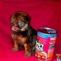 Maltipoo